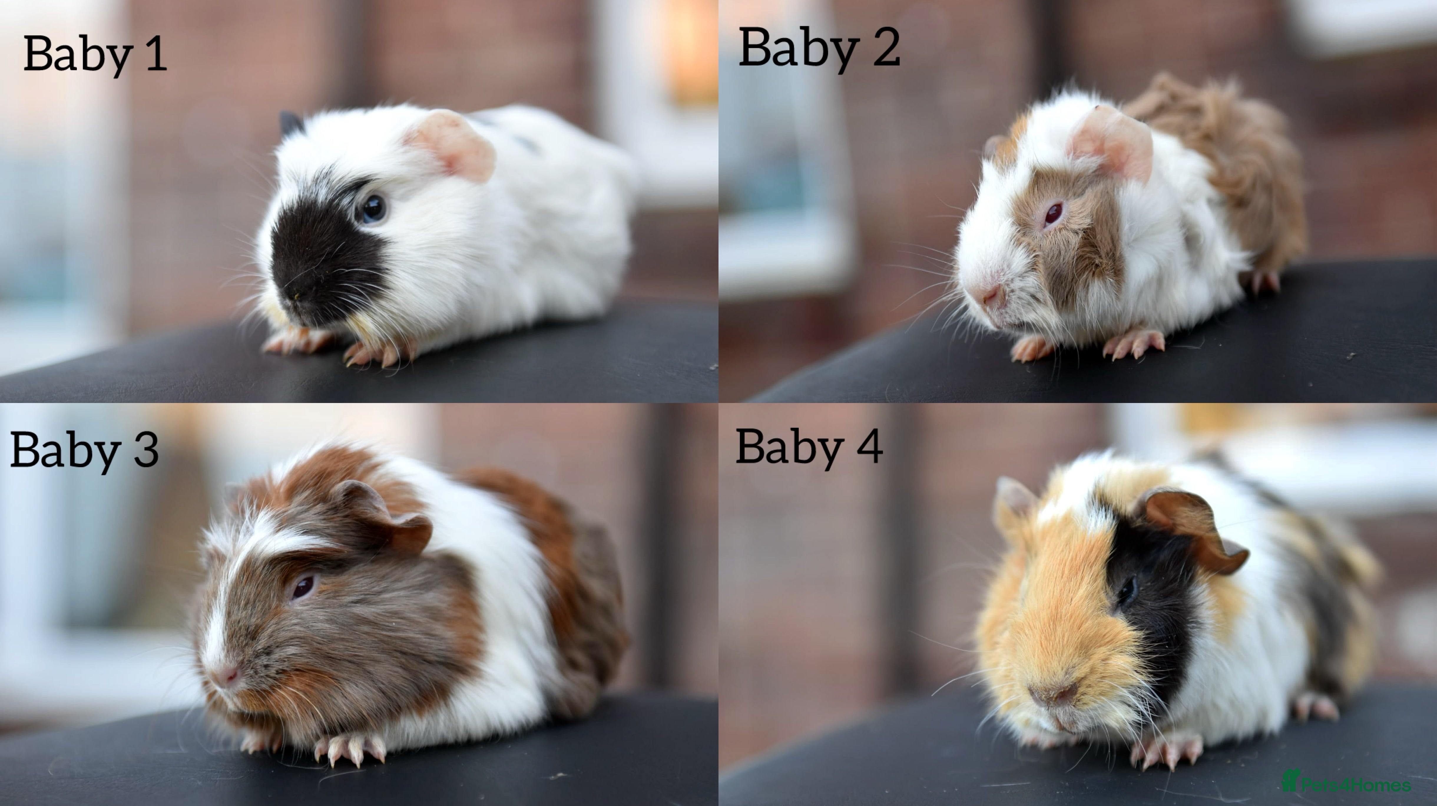 Guinea Pig rodents 9 Month Old Male Guinea Pigs Looking For New Home - Advert 5