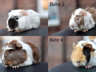 Guinea Pig rodents 9 Month Old Male Guinea Pigs Looking For New Home - Advert 5