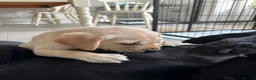 Labrador Retriever dogs for sale: Golden Labrador puppy  in Petworth - Advert 8