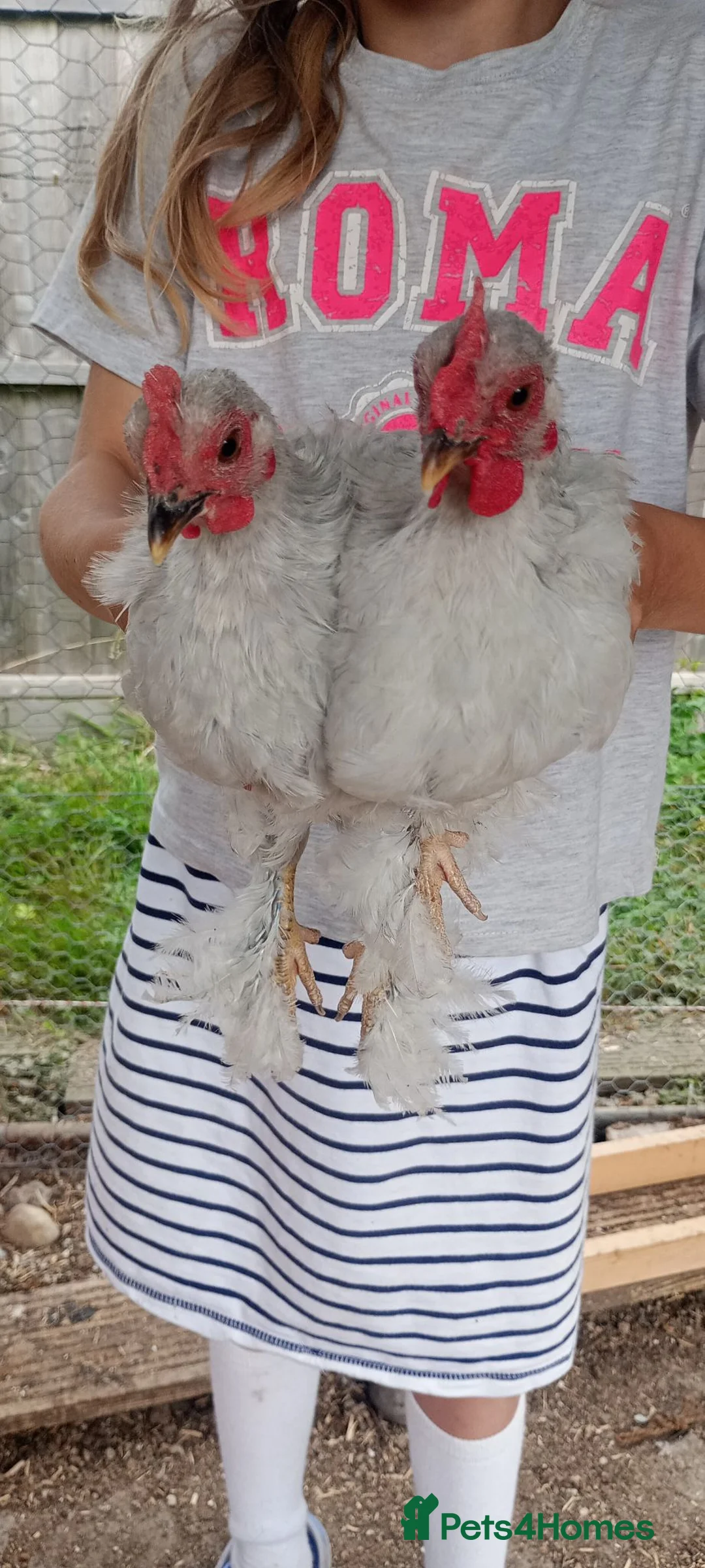 Chickens poultry for sale: 6 Very Tame Bantam Cockerels   - Advert 15