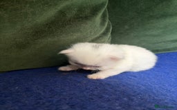 Mixed Breed cats for sale: Beautiful little of kittens  - Image 8