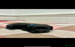 Cocker Spaniel dogs for sale: Kc registered working cocker spaniel - Image 10