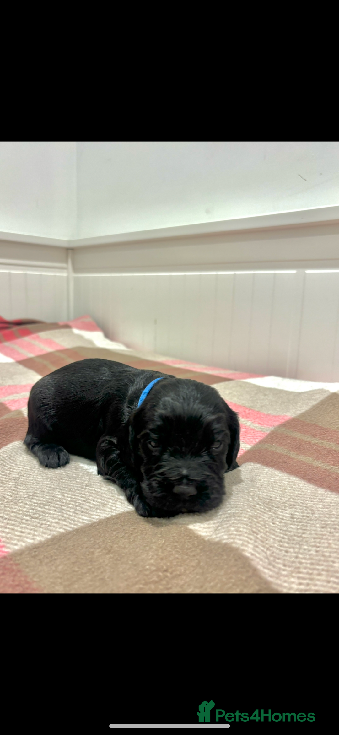 Cocker Spaniel dogs for sale: Kc registered working cocker spaniel - Image 10