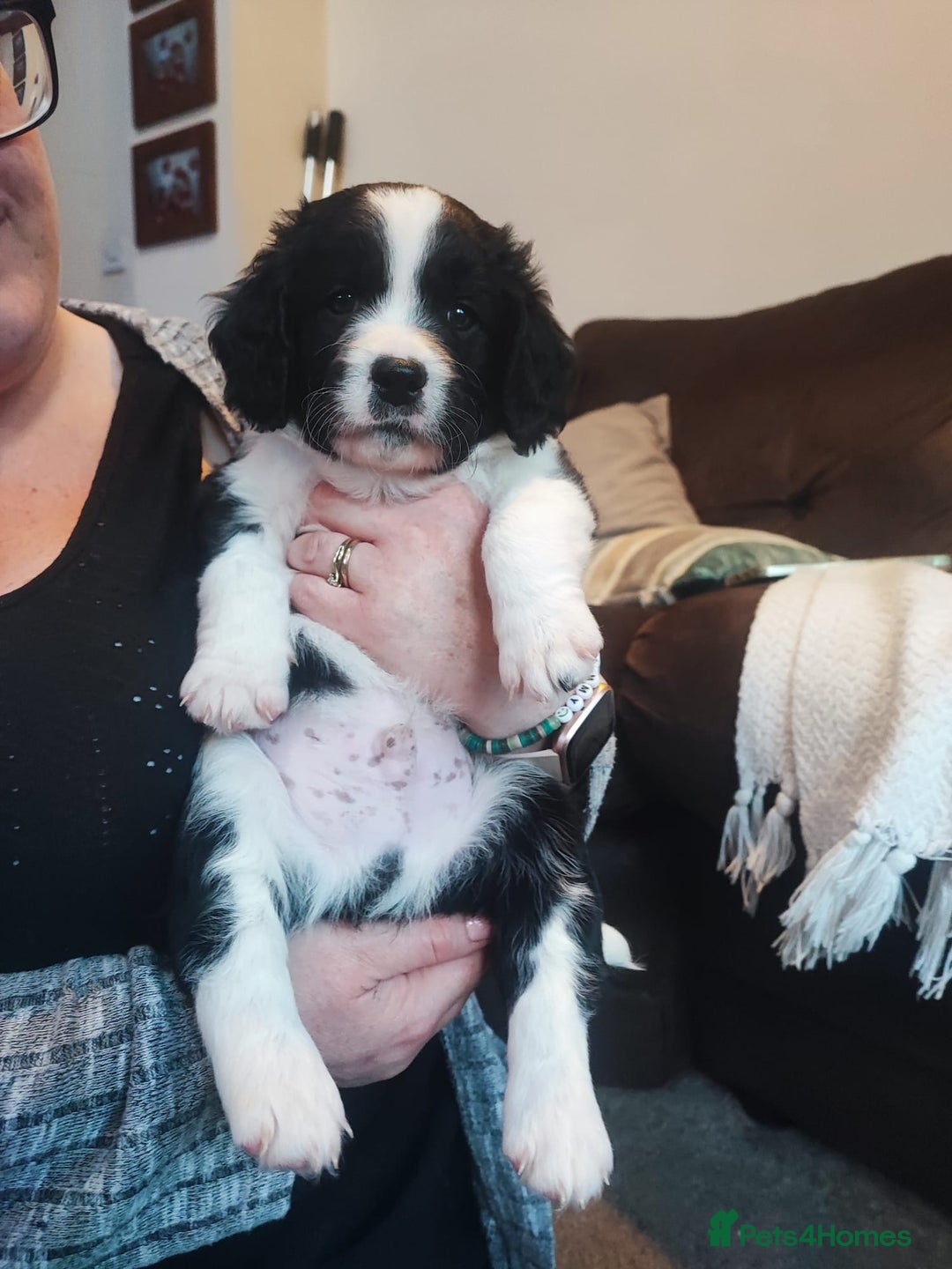 Mixed Breed dogs for sale: 1 male puppy 7 weeks old  - Advert 2