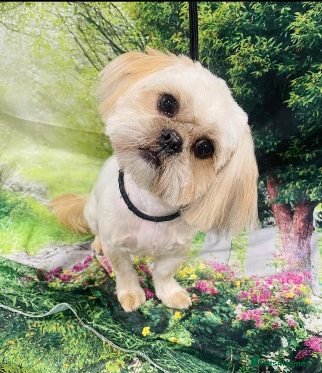 Shih Tzu dogs for sale: ⭐Gorgeous Shih Tzu puppies⭐ - Advert 11