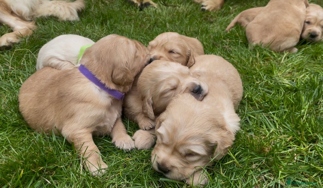 Golden Retriever dogs for sale: OUTSTANDING PEDIGREE GOLDEN RETRIVER PUPPIES KC - Image 4