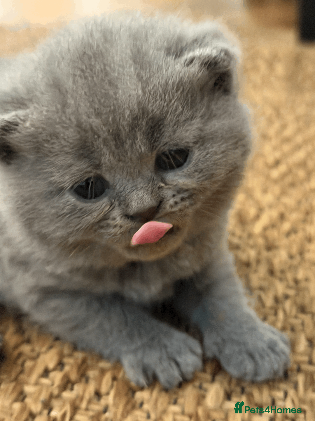 Scottish Fold cats for sale: Gorgeous Scottish Straight kittens - Advert 2