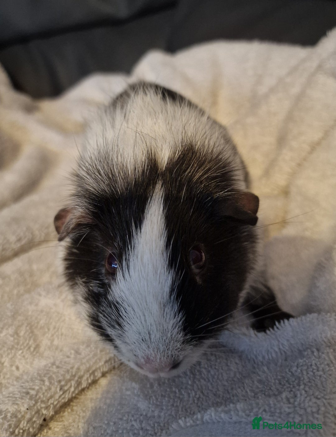 Guinea Pig rodents for sale: Male Guinea pig, special home needed - Advert 5