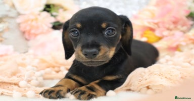 Miniature Dachshund dogs - Advert 9