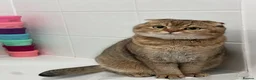 Scottish Fold cats for sale: Brother&Sister ScottishFold - 2 year olds - Advert 4