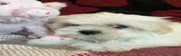 Mixed Breed dogs for sale: shichon x maltese puppies for sale  - Advert 10