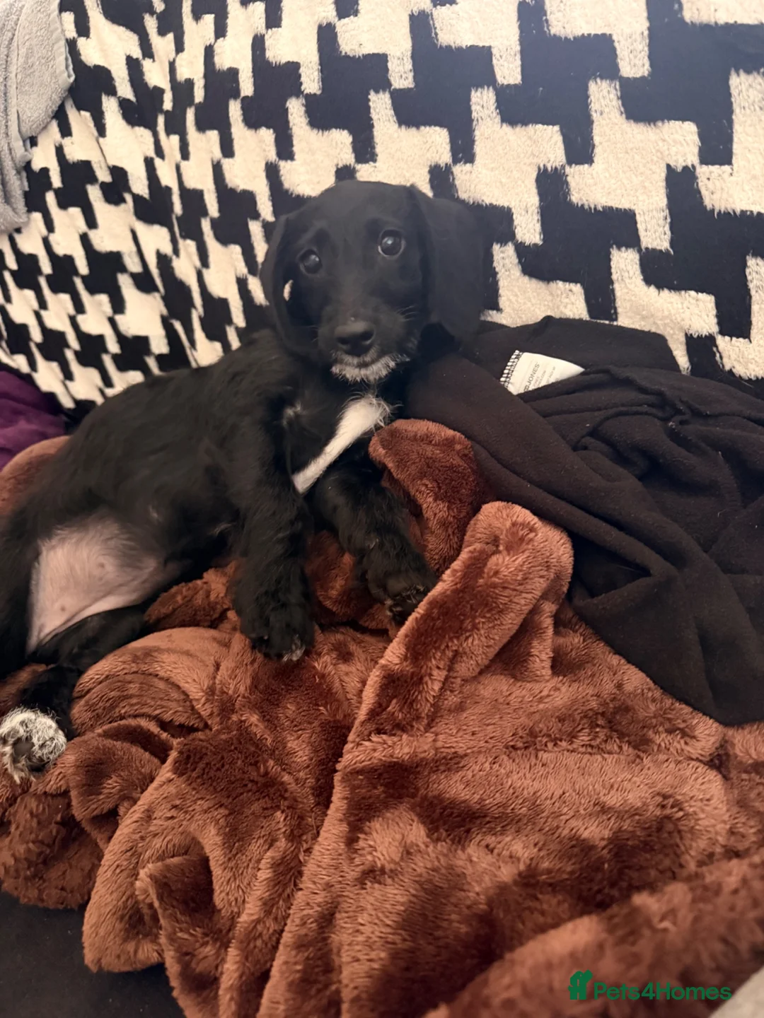Doxiepoo dogs for sale: Doxiepoo puppy - Advert 2