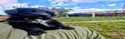 Mixed Breed dogs for sale: German shepherd/husky/springer cross puppies  - Advert 13
