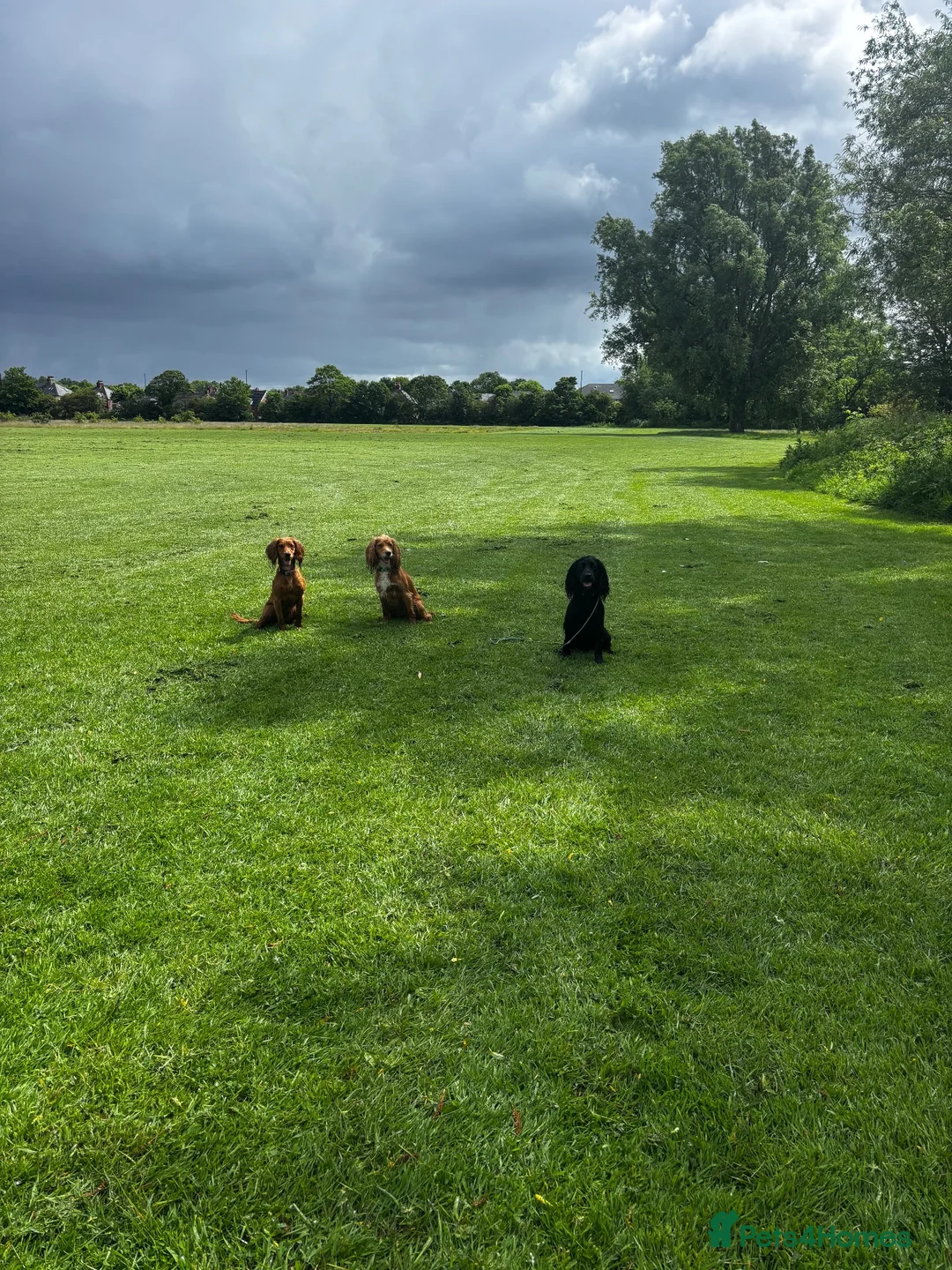 Cocker Spaniel dogs for stud: Black, Compact KC Registered Cocker Spaniel - Advert 5
