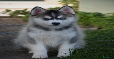 Pomsky dogs Perfect blue eyed F3 male Pomsky puppy - Advert 15