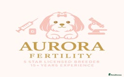 Shih Tzu dogs for stud: STUD Malone 🤍 💙 All fertility extras included  - Image 2