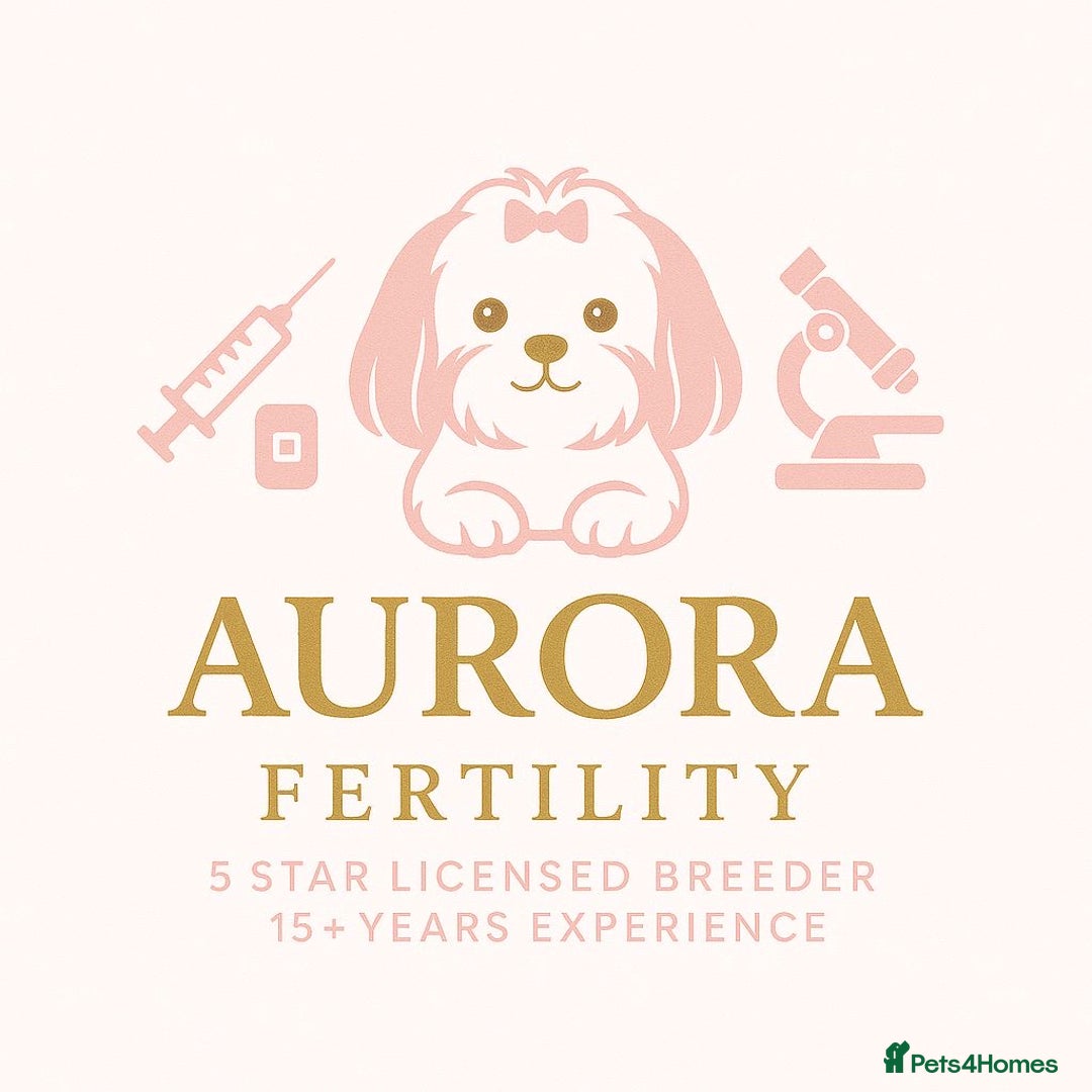 Shih Tzu dogs for stud: STUD Malone 🤍 💙 All fertility extras included  - Image 2