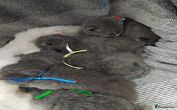 British Shorthair cats for sale: Blue British sorthair kittens available - Image 1
