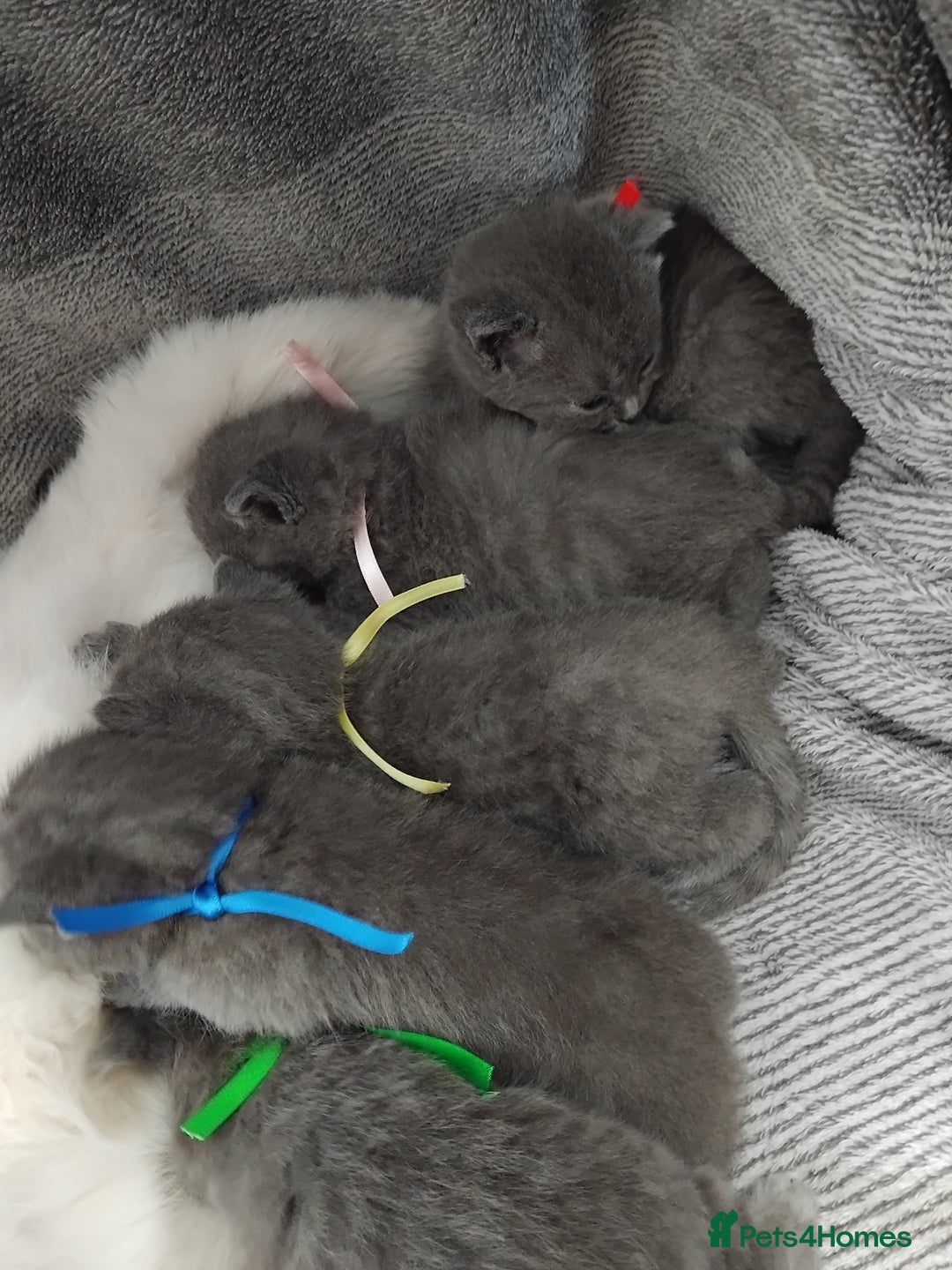 British Shorthair cats for sale: Blue British sorthair kittens available - Image 1