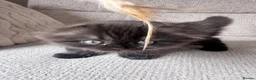 Scottish Fold cats for sale: Beautiful Scottish Fold Kittens 🐾 in Huntingdon - Advert 9