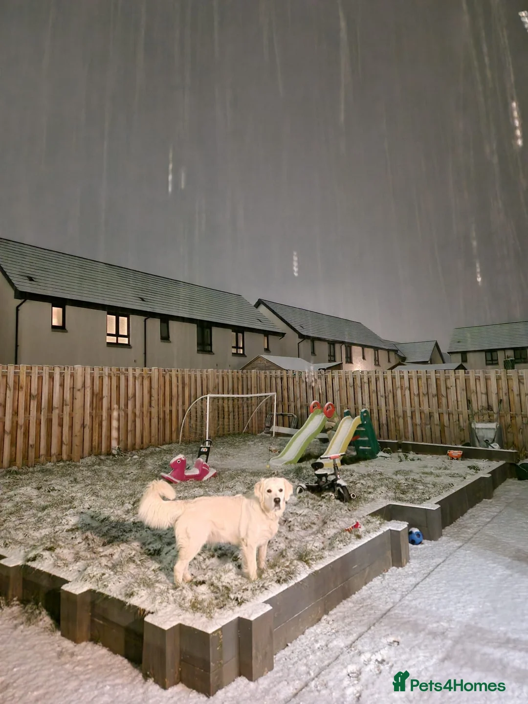 Goldador dogs for sale: Goldador Puppies – Show & Working Lines in Perth - Advert 16