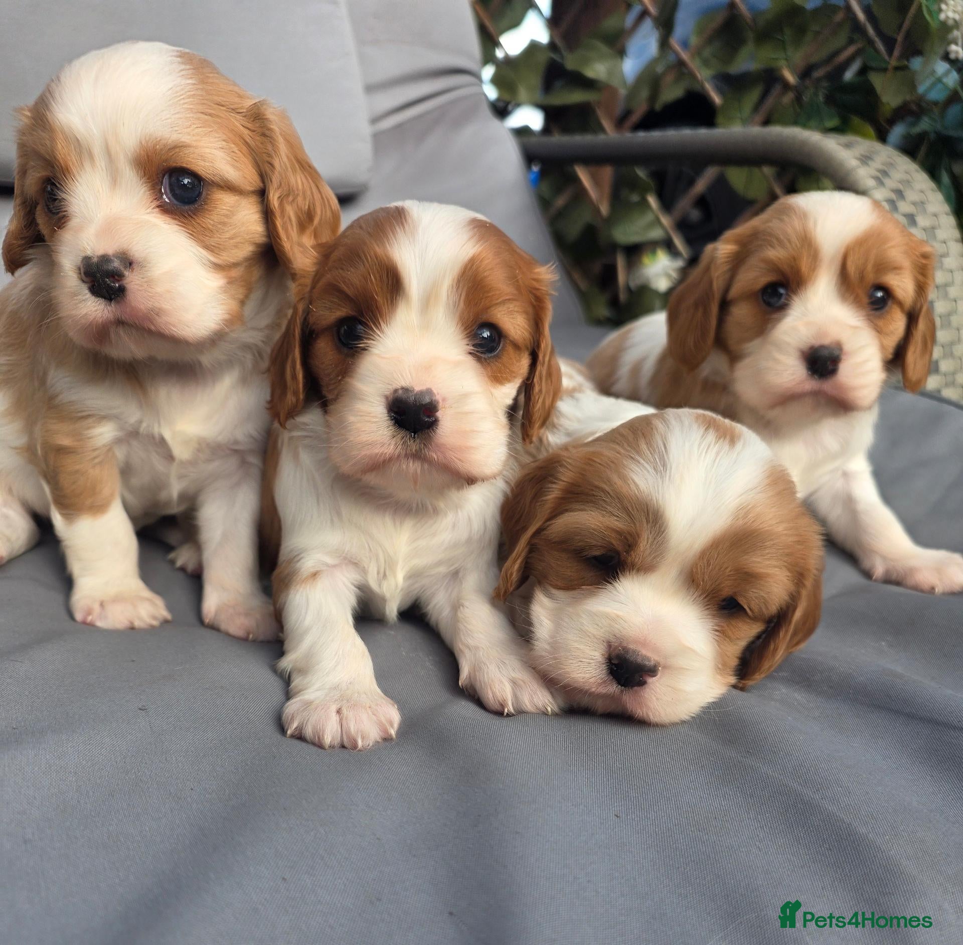 Cavalier King Charles Spaniel dogs Beautitful cavalier puppies - Advert 5