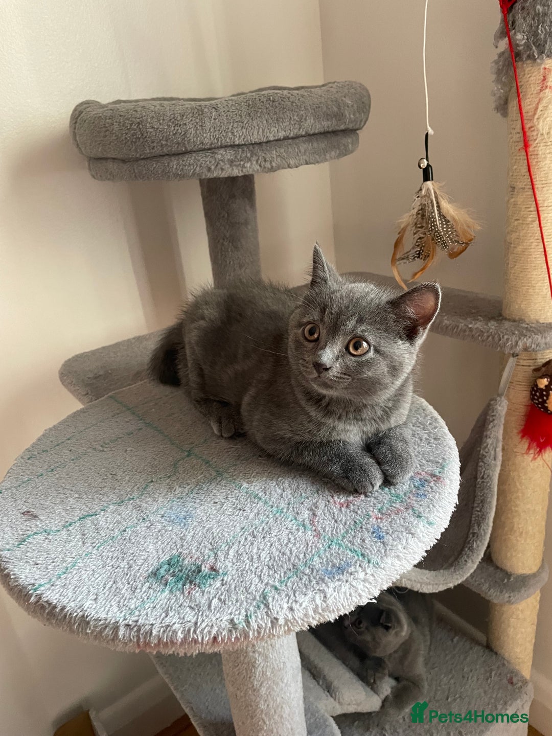 Scottish Fold cats for sale: PURE BREED SCOTTISH FOLD KITTENS 🐾 in Twickenham - Image 26