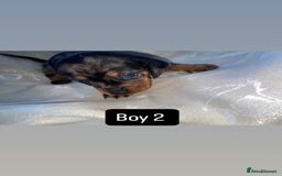 Dachshund dogs for sale: Dapple dachshund puppies for sale  - Image 5