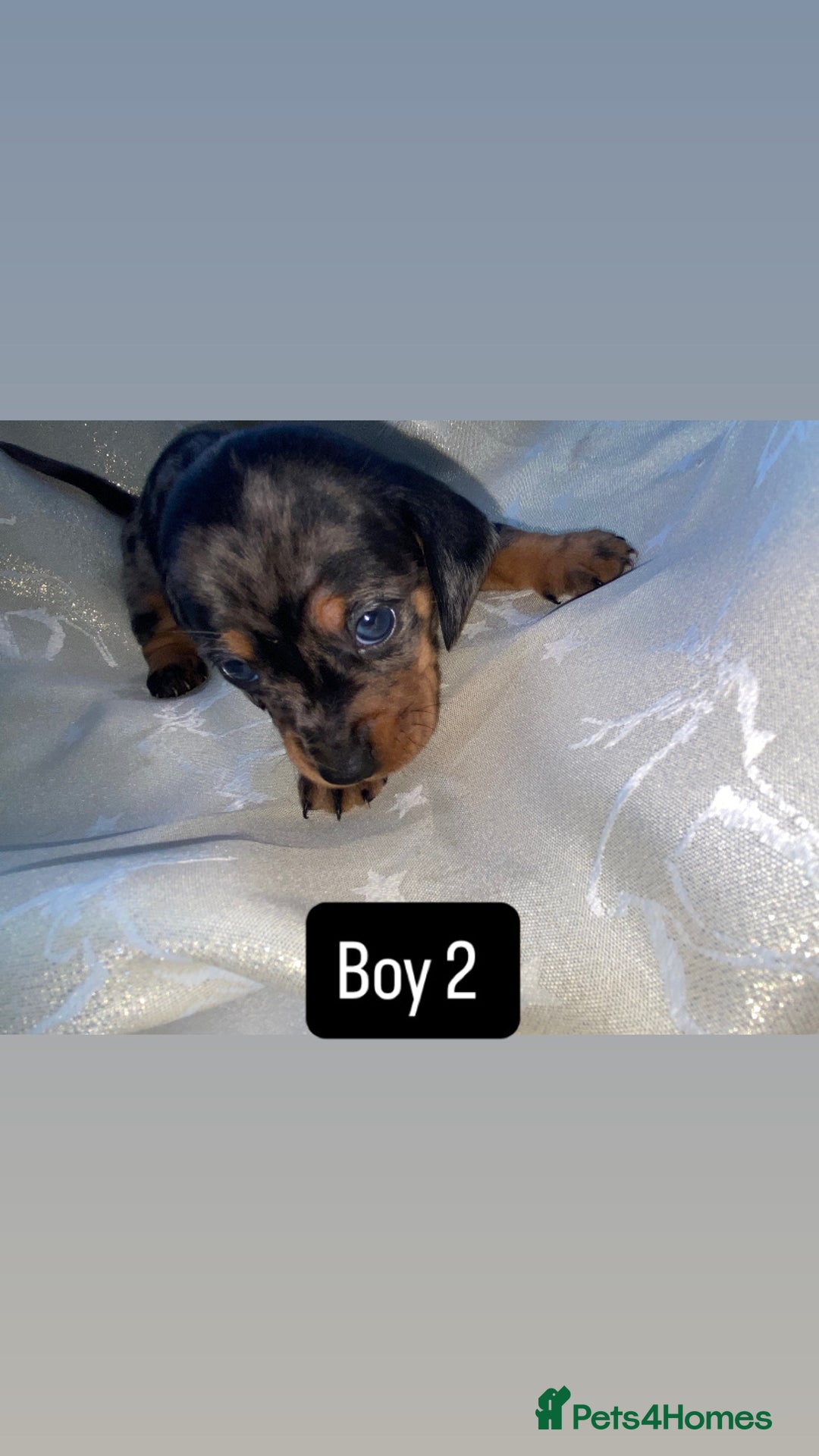 Dachshund dogs for sale: Dapple dachshund puppies for sale  - Image 5