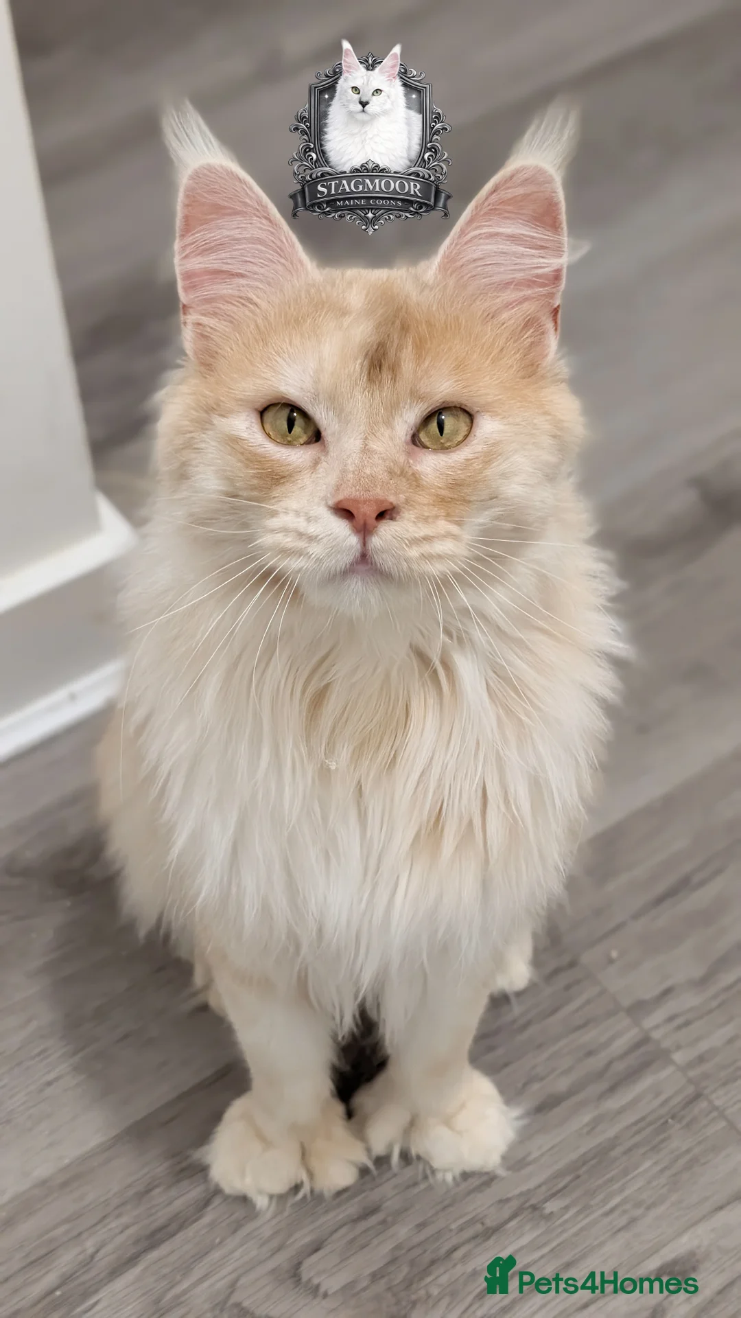 Maine Coon cats for sale: 66/66 TICA Champ Line Maine Coon Polydactyl Stud  - Advert 1