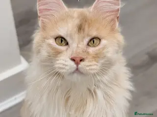 Maine Coon cats 66/66 TICA Champ Line Maine Coon Polydactyl Stud - Advert 6