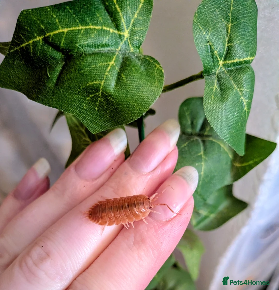 Isopods invertebrates for sale: Mixed Isopods - Advert 1