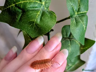 Isopods invertebrates Mixed Isopods - Advert 4