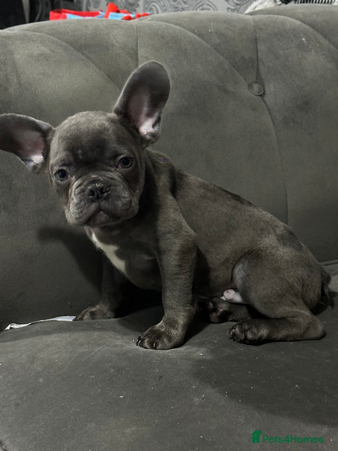 French Bulldog dogs for sale: Lilac carrying fluffy  - Advert 17