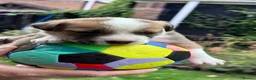 Mixed Breed dogs for sale: BORDER COLLIE and STAFF CROSS PUPPIES in Tadcaster - Advert 12