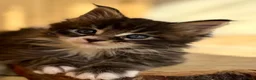 Maine Coon cats for sale: Beautiful Maine Coon kittens - Advert 8
