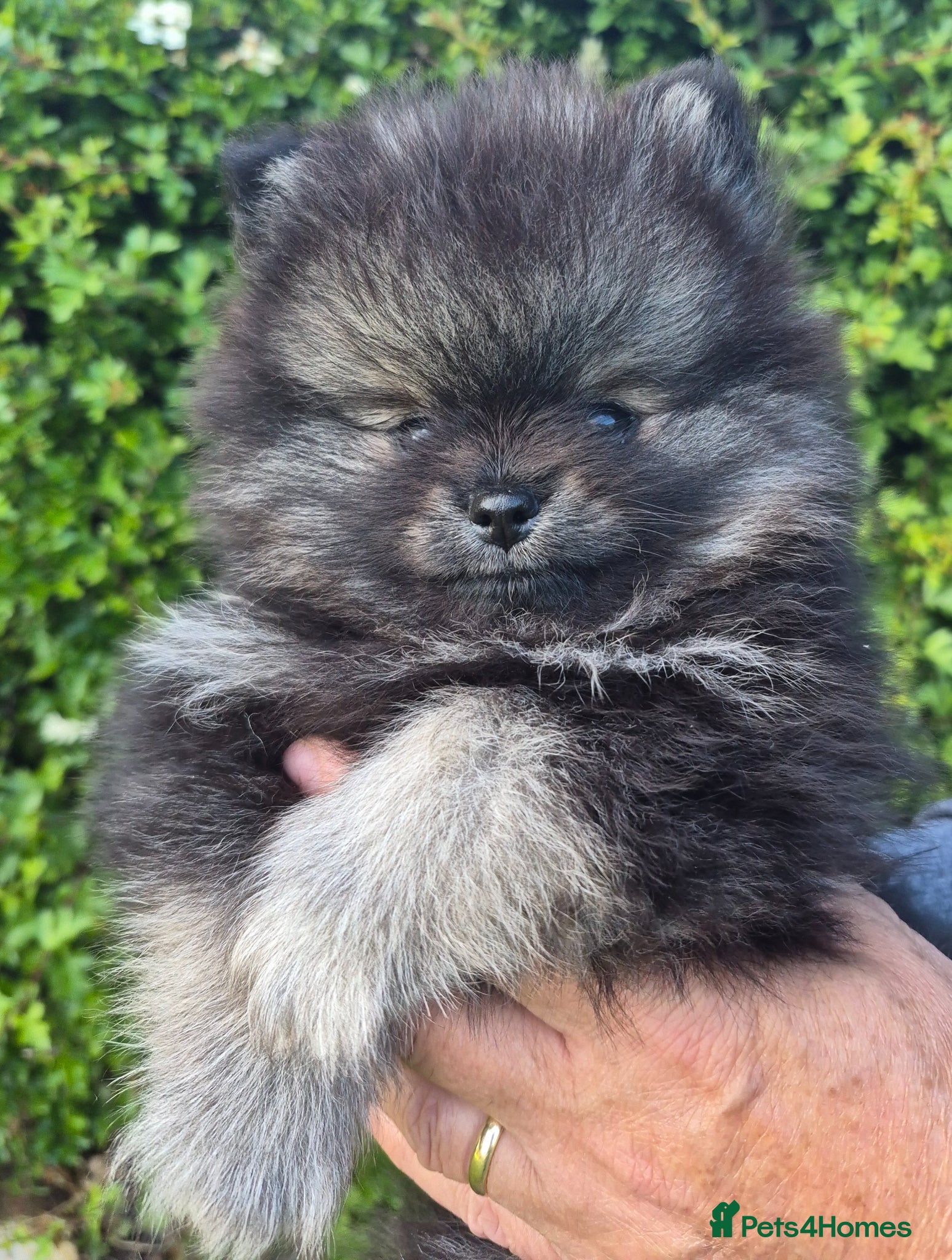 Pomeranian dogs Wolf sable Pomeranian  - Advert 17