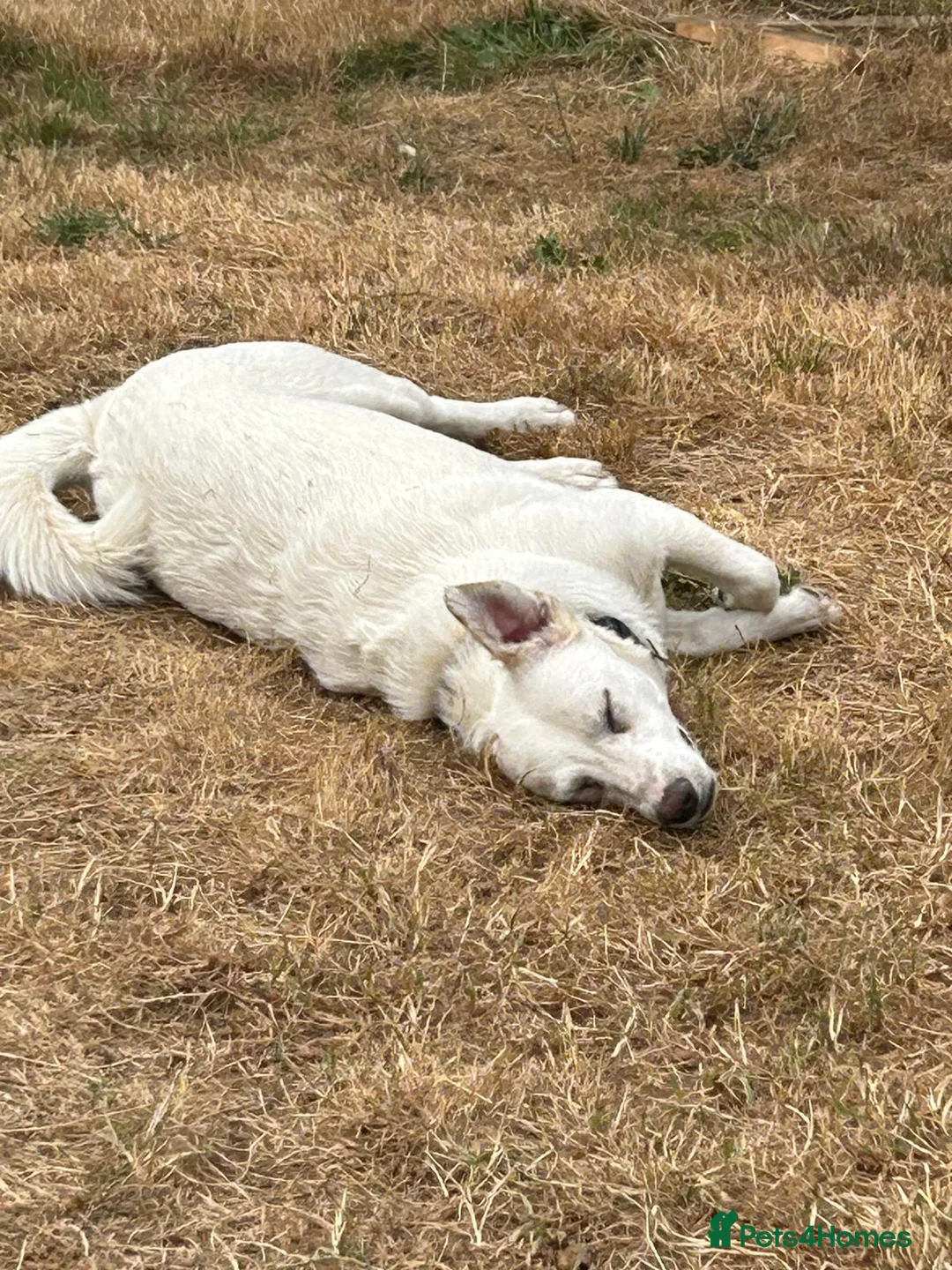 Mixed Breed dogs for adoption: Chance  - Advert 11