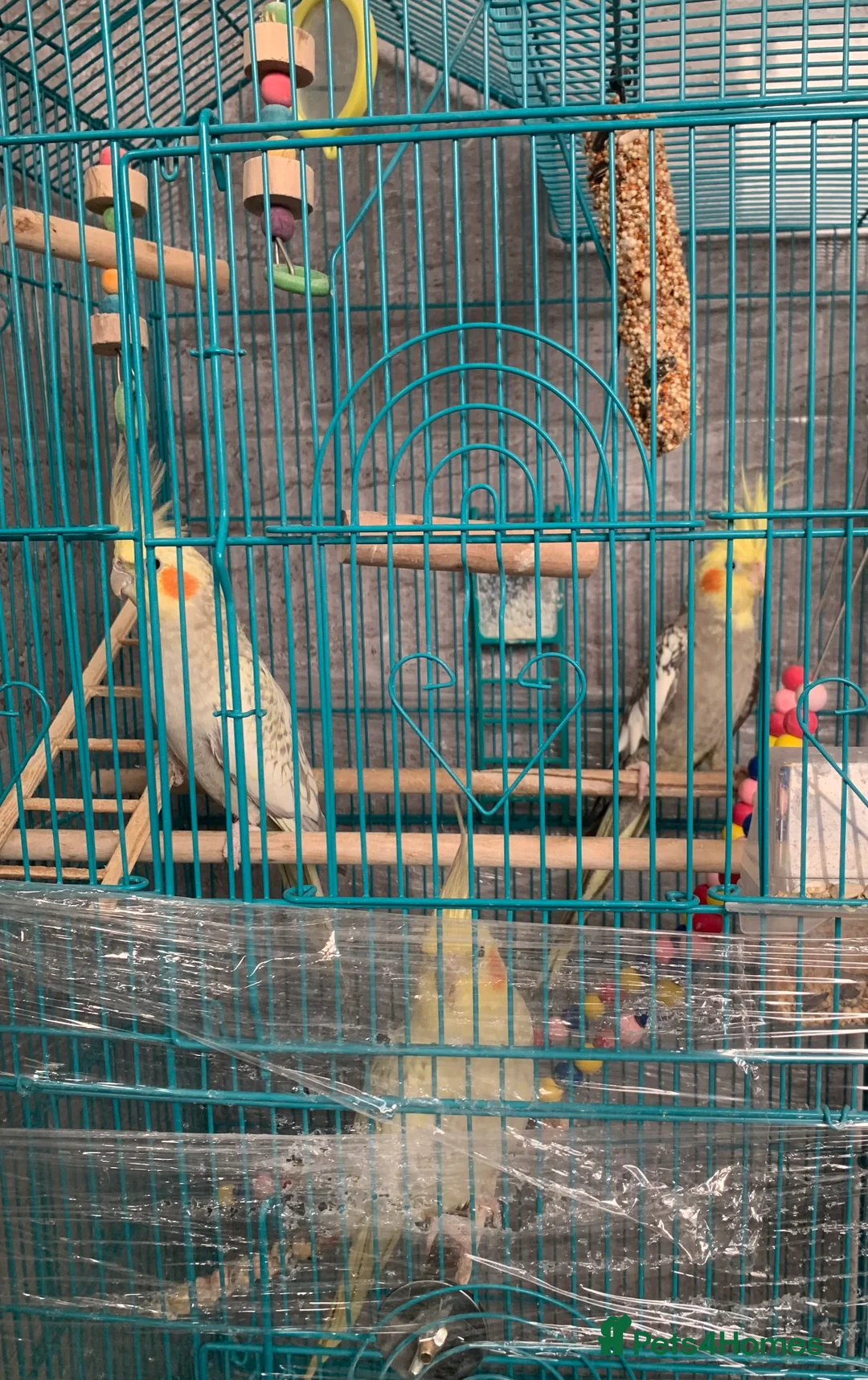 Cockatiels birds for sale: 3 cockatiels  - Advert 6