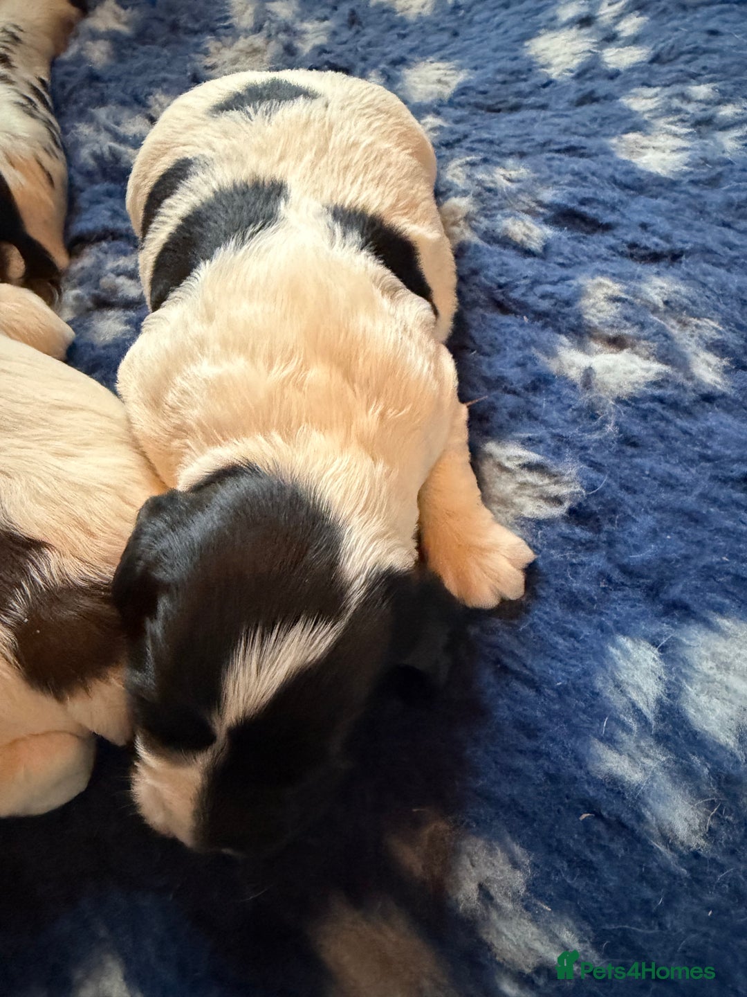 English Springer Spaniel dogs for sale: KC registered English springer spaniel puppies - Advert 4