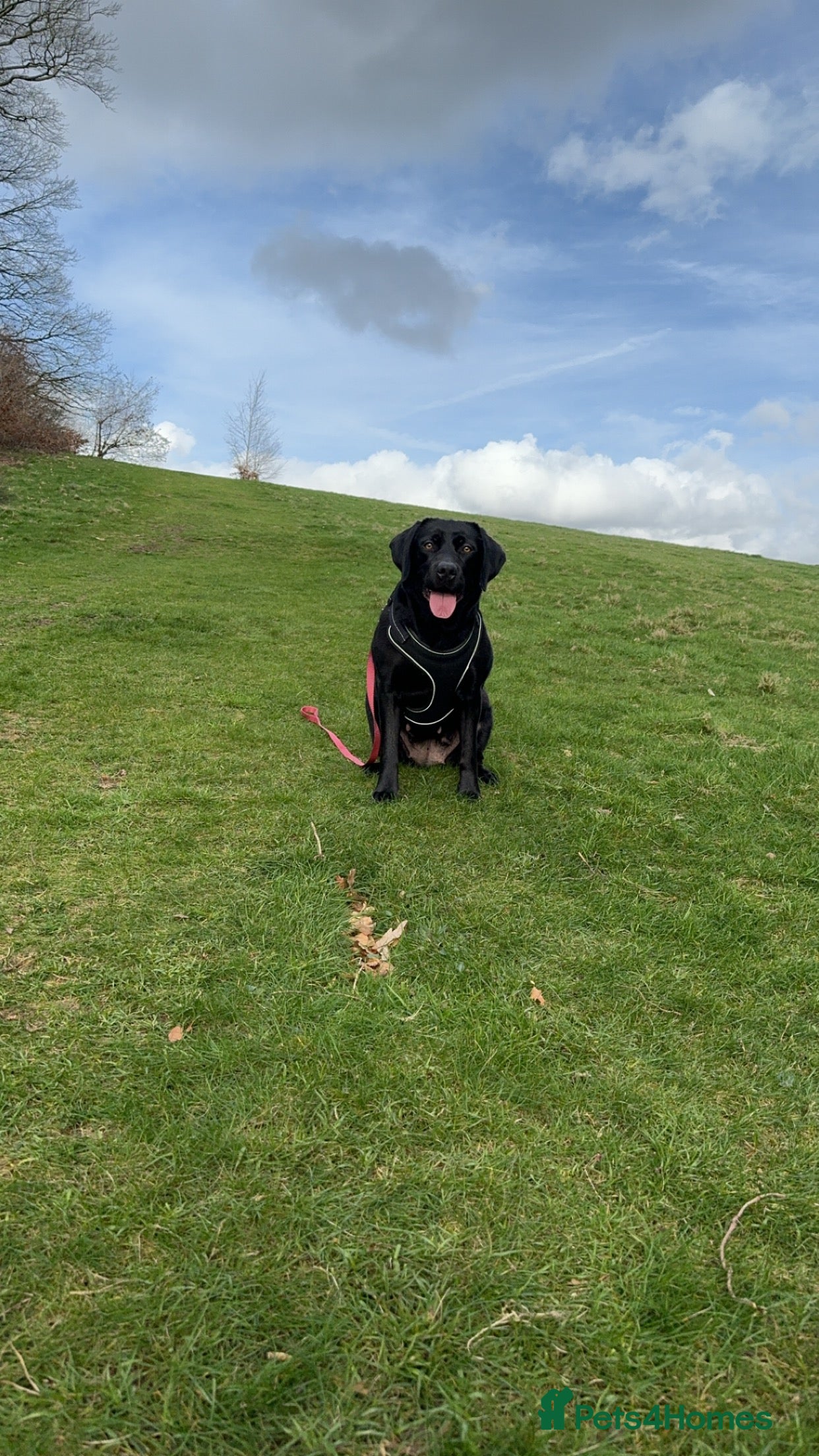 Labrador Retriever dogs Labrador for rehoming in Cwmbran - Advert 1