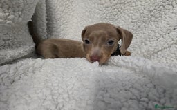Miniature Dachshund dogs for sale: REDUCED !! Miniature dachshund puppies kc reg   - Image 18
