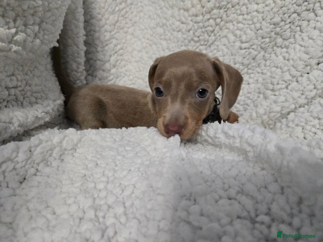 Miniature Dachshund dogs for sale: REDUCED !! Miniature dachshund puppies kc reg   - Image 18