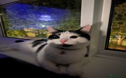 British Longhair cats for sale: Cuddly, playful male cat looking for a new home  - Image 2