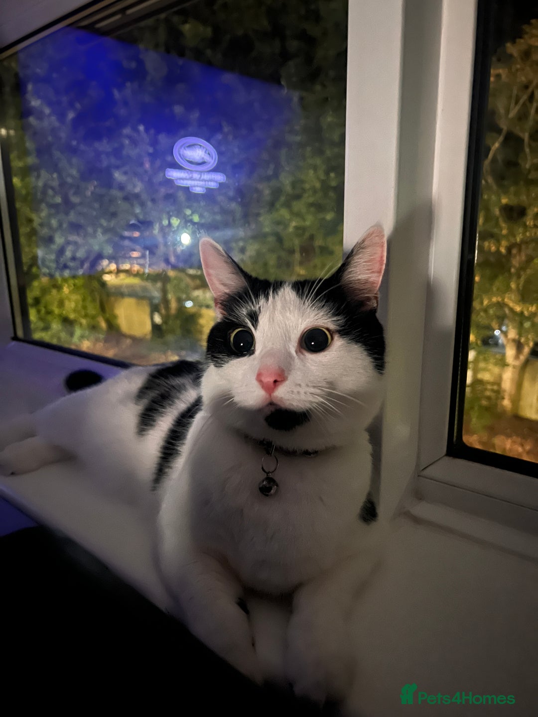 British Longhair cats for sale: Cuddly, playful male cat looking for a new home  - Image 2