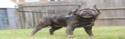 French Bulldog dogs for stud:  **  Fluffy french bulldog stud TED in Birmingham - Advert 5