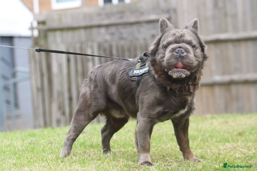 French Bulldog dogs for stud:  **  Fluffy french bulldog stud TED in Birmingham - Advert 5
