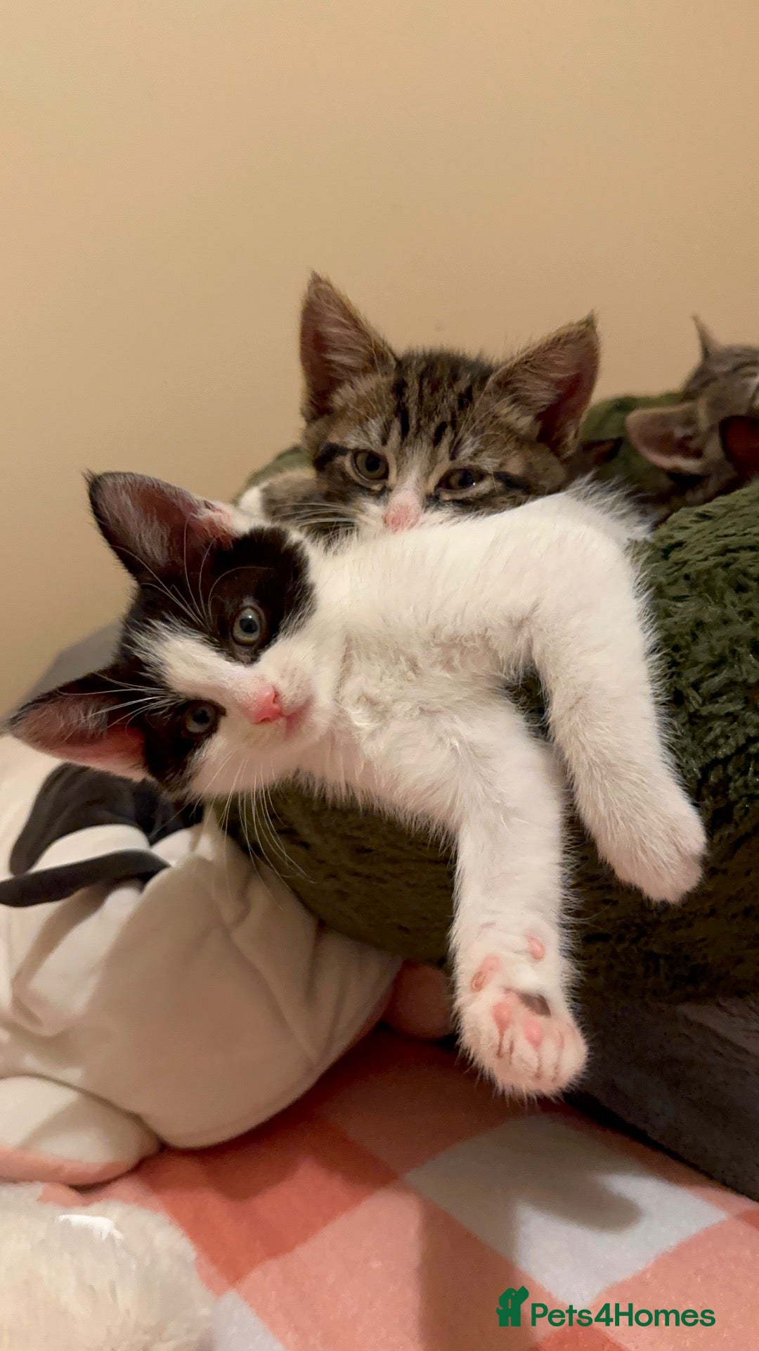 Mixed Breed cats for sale: *2 last left* 🩵🩷 fluffy gorgeous kittens - Advert 1