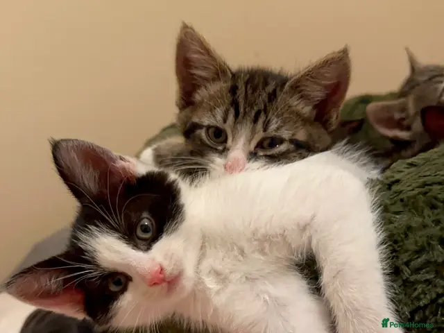 Mixed Breed cats for sale: *2 last left* 🩵🩷 fluffy gorgeous kittens - Advert 1
