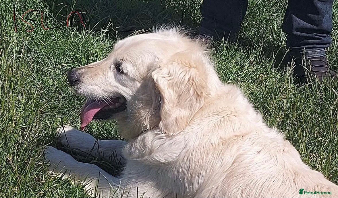Golden Retriever dogs Quiet home sought for 7 yr old spayed female - Advert 7